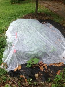 squash vine borer 1 | Walter Reeves: The Georgia Gardener