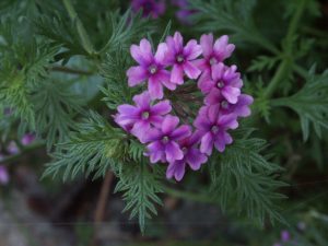 verbena purple | Walter Reeves: The Georgia Gardener