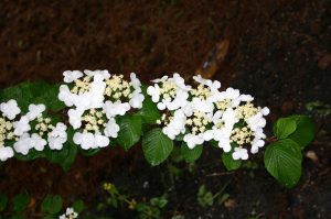 viburnum doublefile 2 | Walter Reeves: The Georgia Gardener