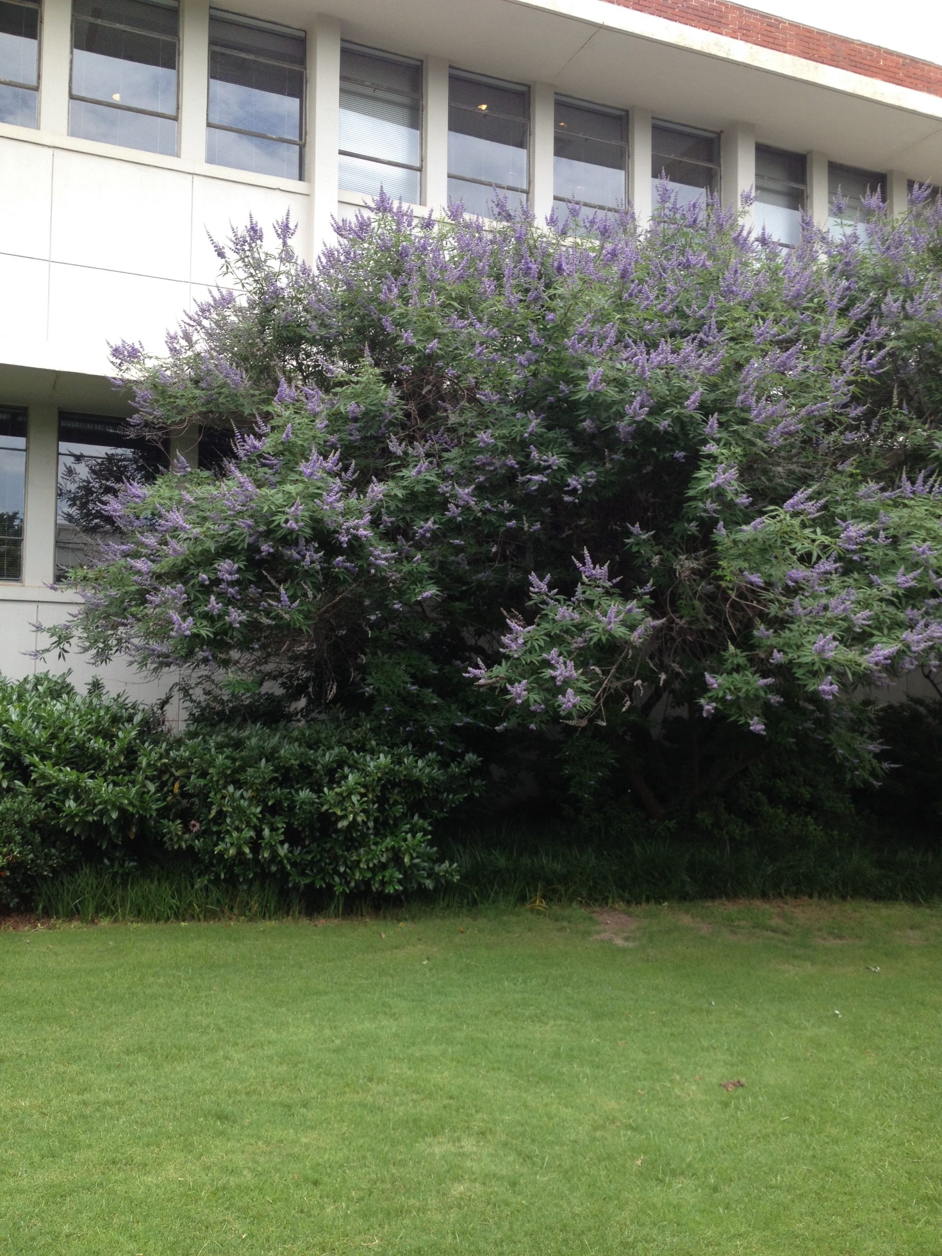 Vitex Identification and Care Walter Reeves The Gardener
