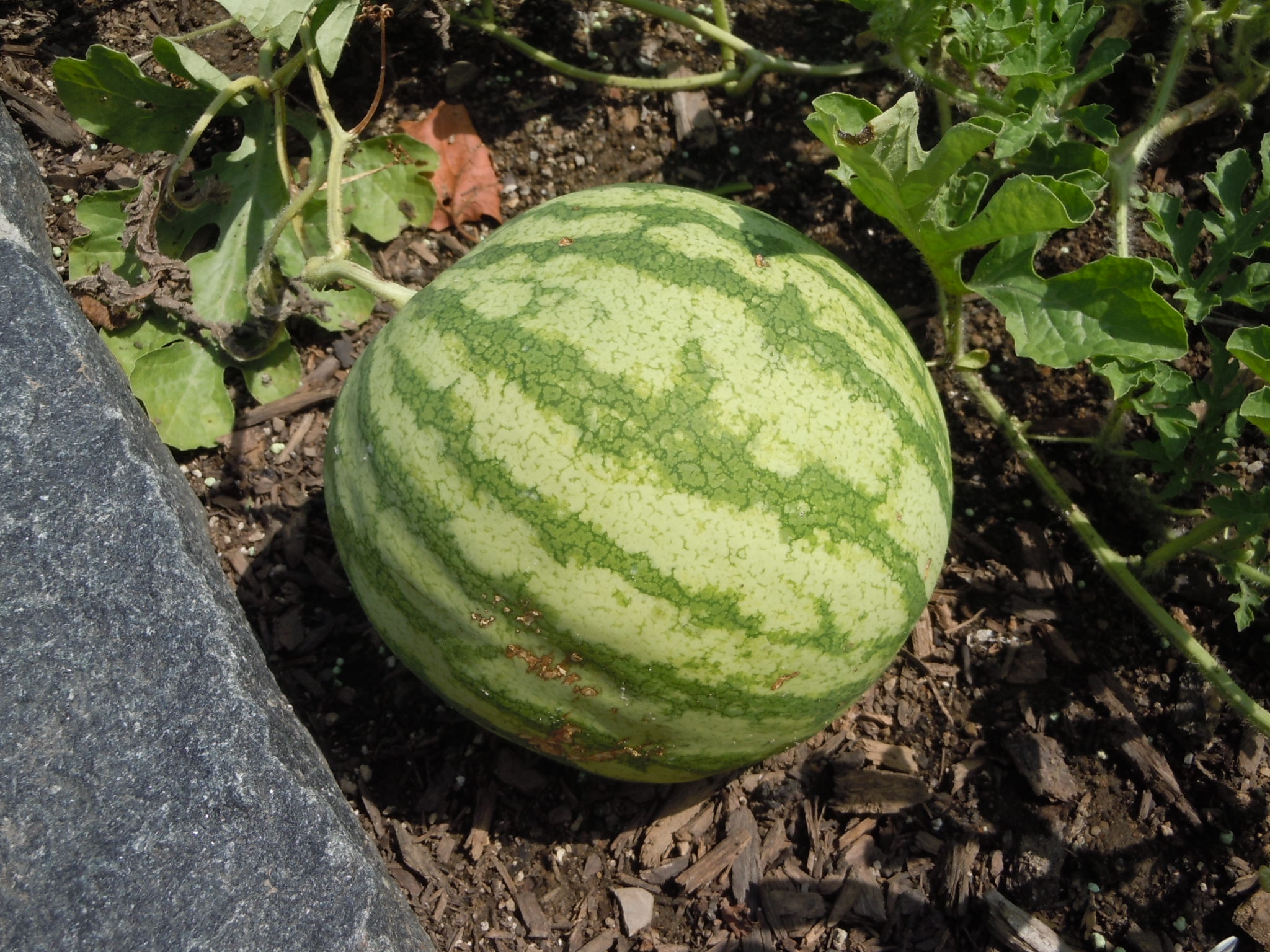 Growing Seedless Watermelons Walter Reeves The Gardener