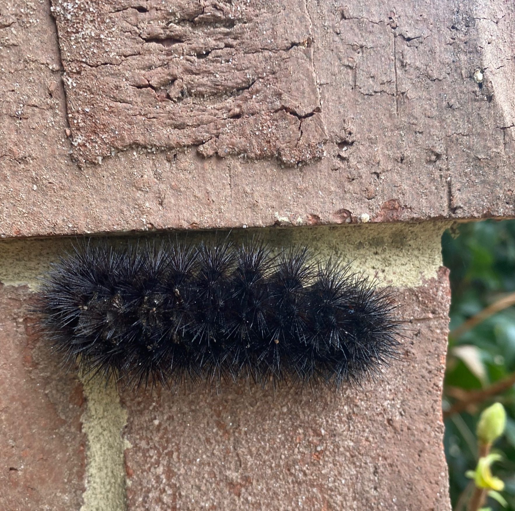 The Woolly Bear Caterpillar 