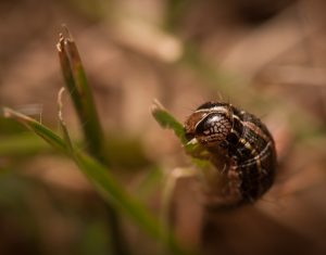 armyworm 2 Lyle Collins | Walter Reeves: The Georgia Gardener