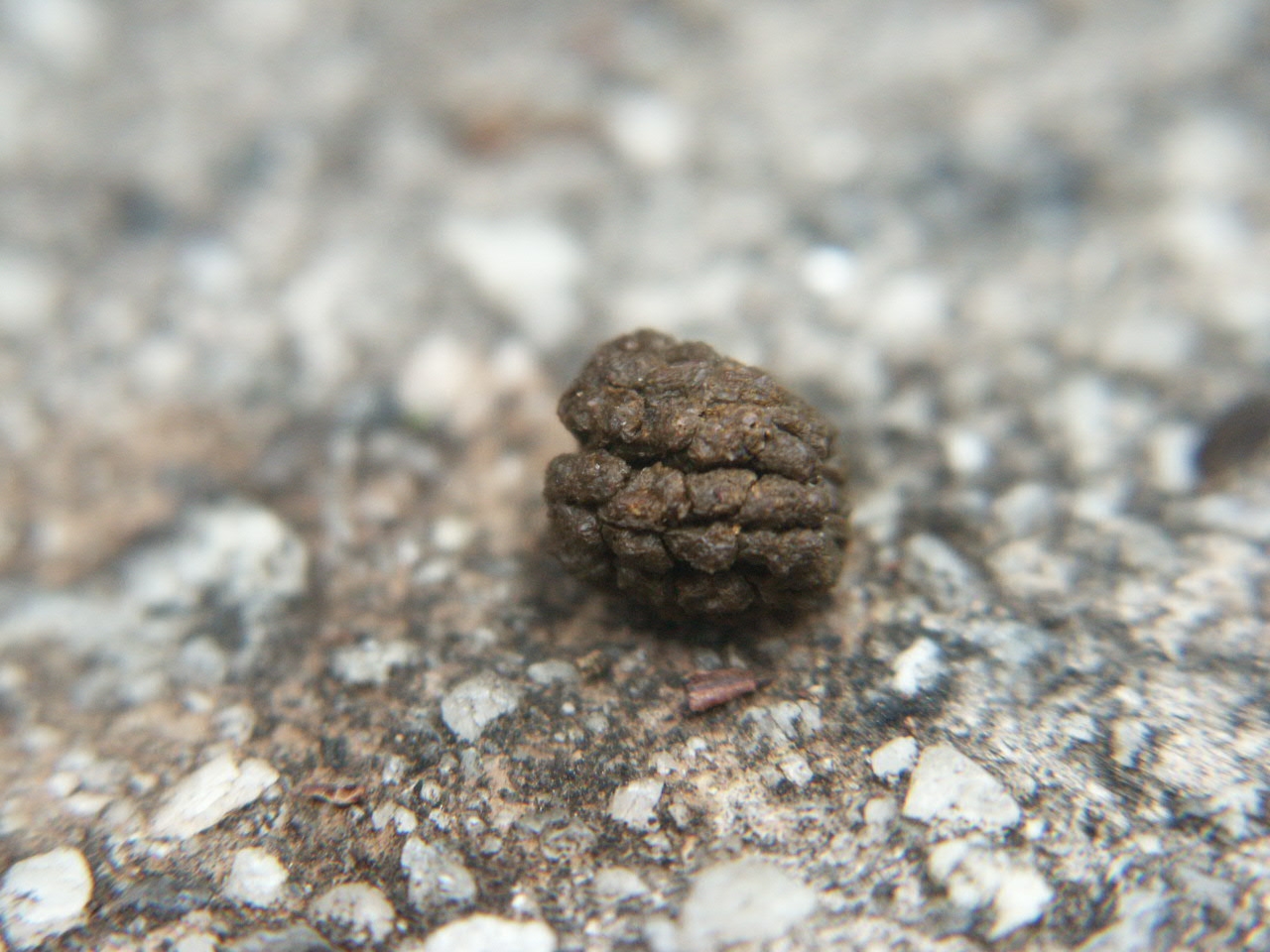 Caterpillar Droppings Under Tree Walter Reeves The Gardener