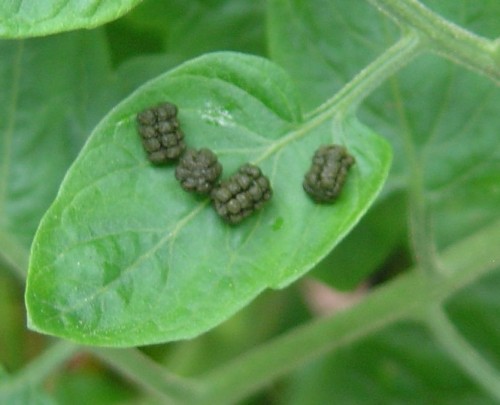 Caterpillar – Droppings Under Tree | Walter Reeves: The Georgia Gardener