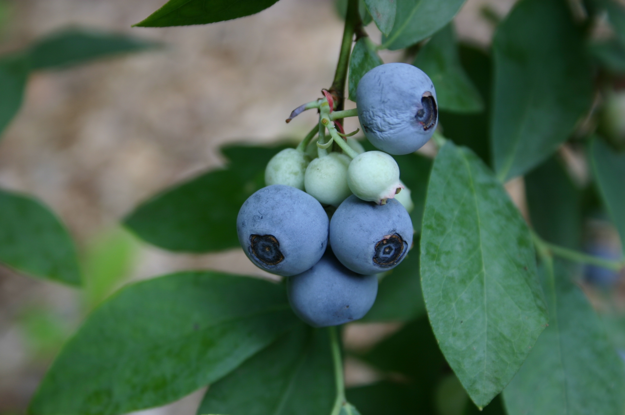 Blueberry Growing With High Calcium Walter Reeves The Gardener