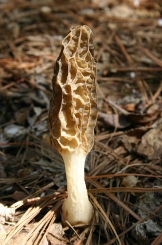 Morel Mushrooms – Identifying | Walter Reeves: The Georgia Gardener