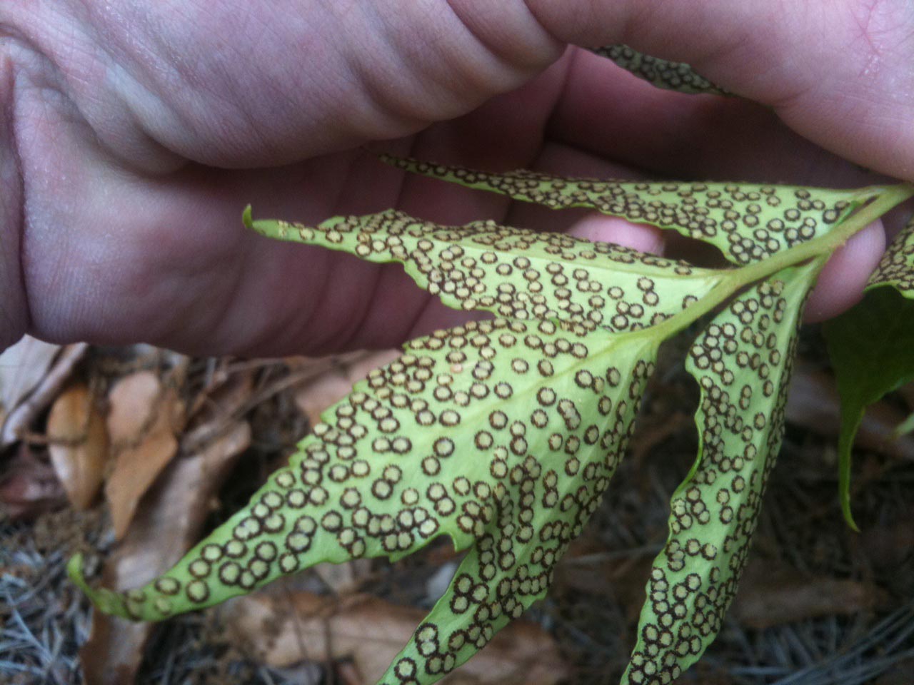 Holly Fern Spots on Leaves (sori) Walter Reeves The Gardener