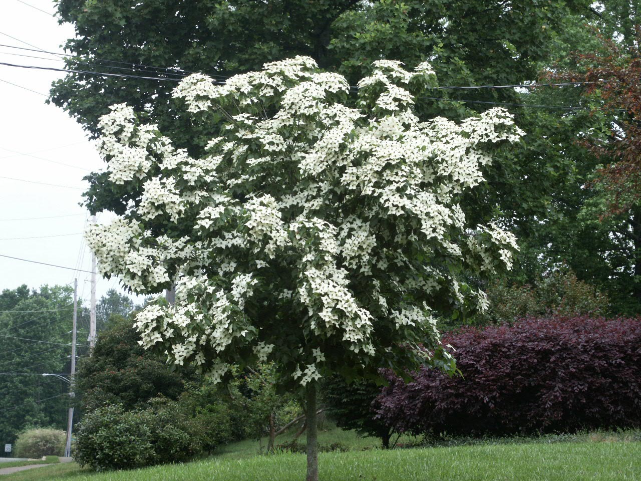 Kousa Dogwood Identification Walter Reeves The Gardener