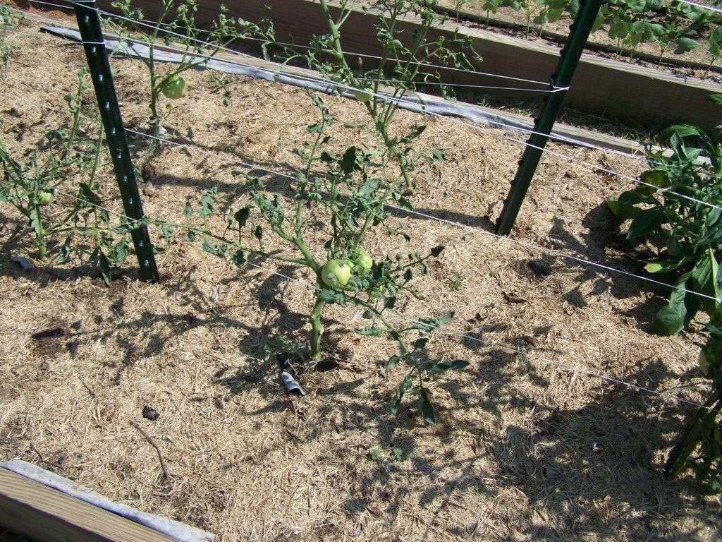 Tomato Herbicide Damage Walter Reeves The Gardener