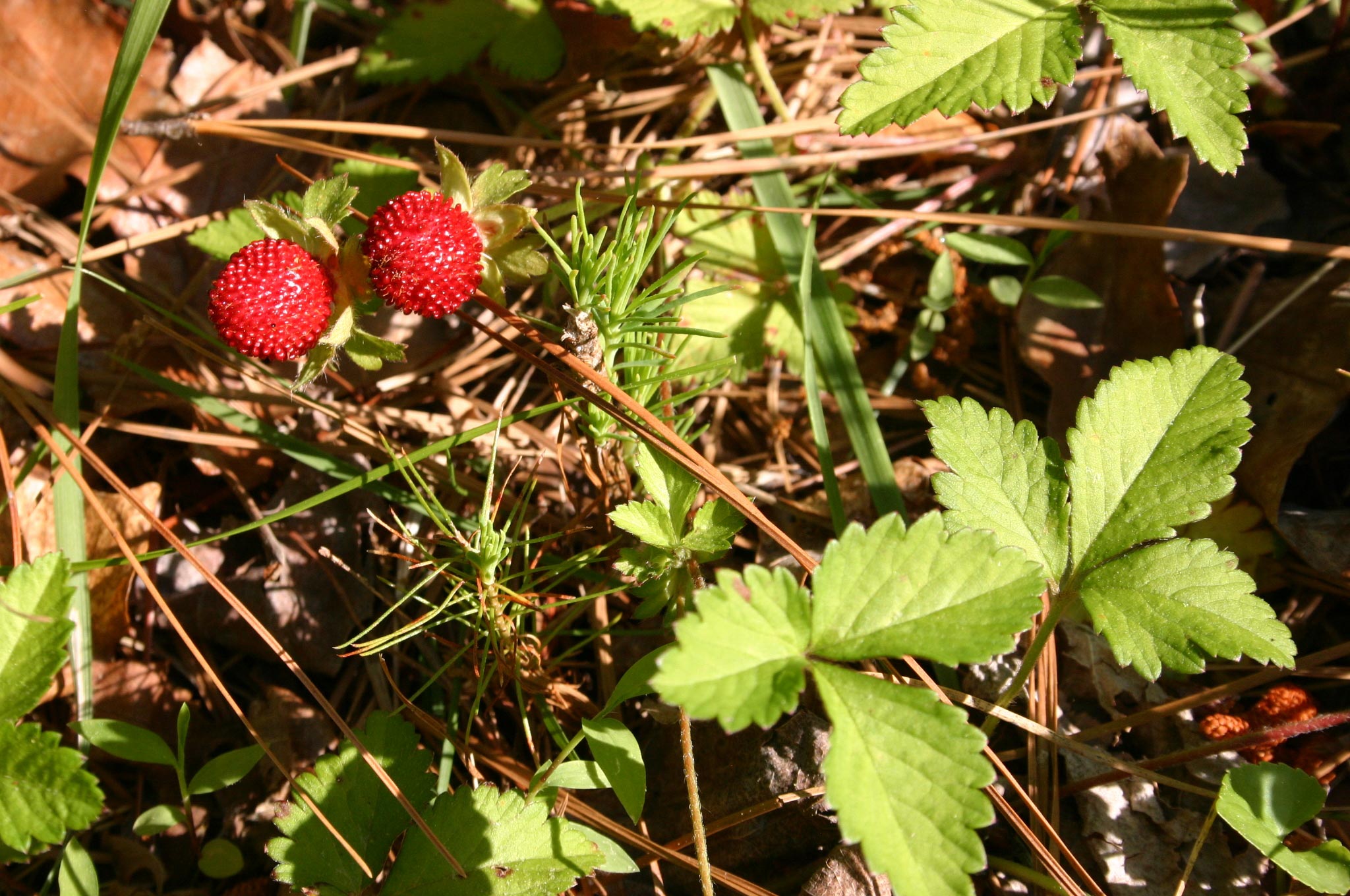 Wild Strawberry Edible or Not Walter Reeves The