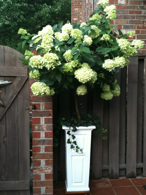 Limelight Hydrangeas In Containers