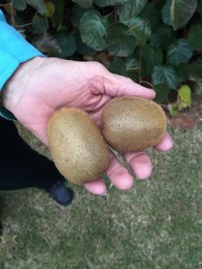 kiwi 3 (2) | Walter Reeves: The Georgia Gardener