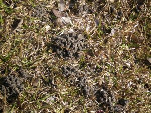 OLYMPUS DIGITAL CAMERA | Walter Reeves: The Georgia Gardener