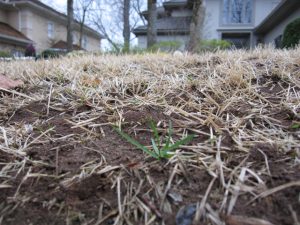 earthworm massive 2 Lloyd Miller | Walter Reeves: The Georgia Gardener