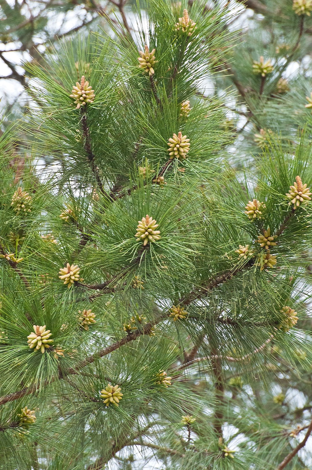 Pine Cones Why So Few Walter Reeves The Gardener