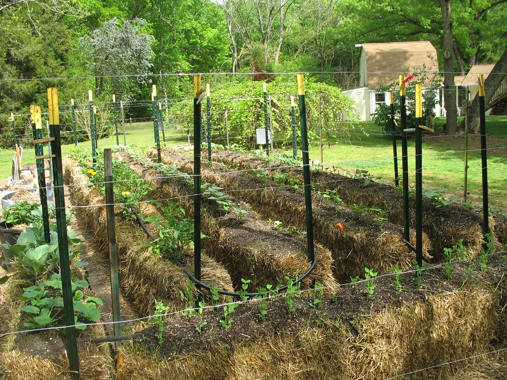 Straw Bale Garden – One Gardener's Project | Walter Reeves: The Georgia ...