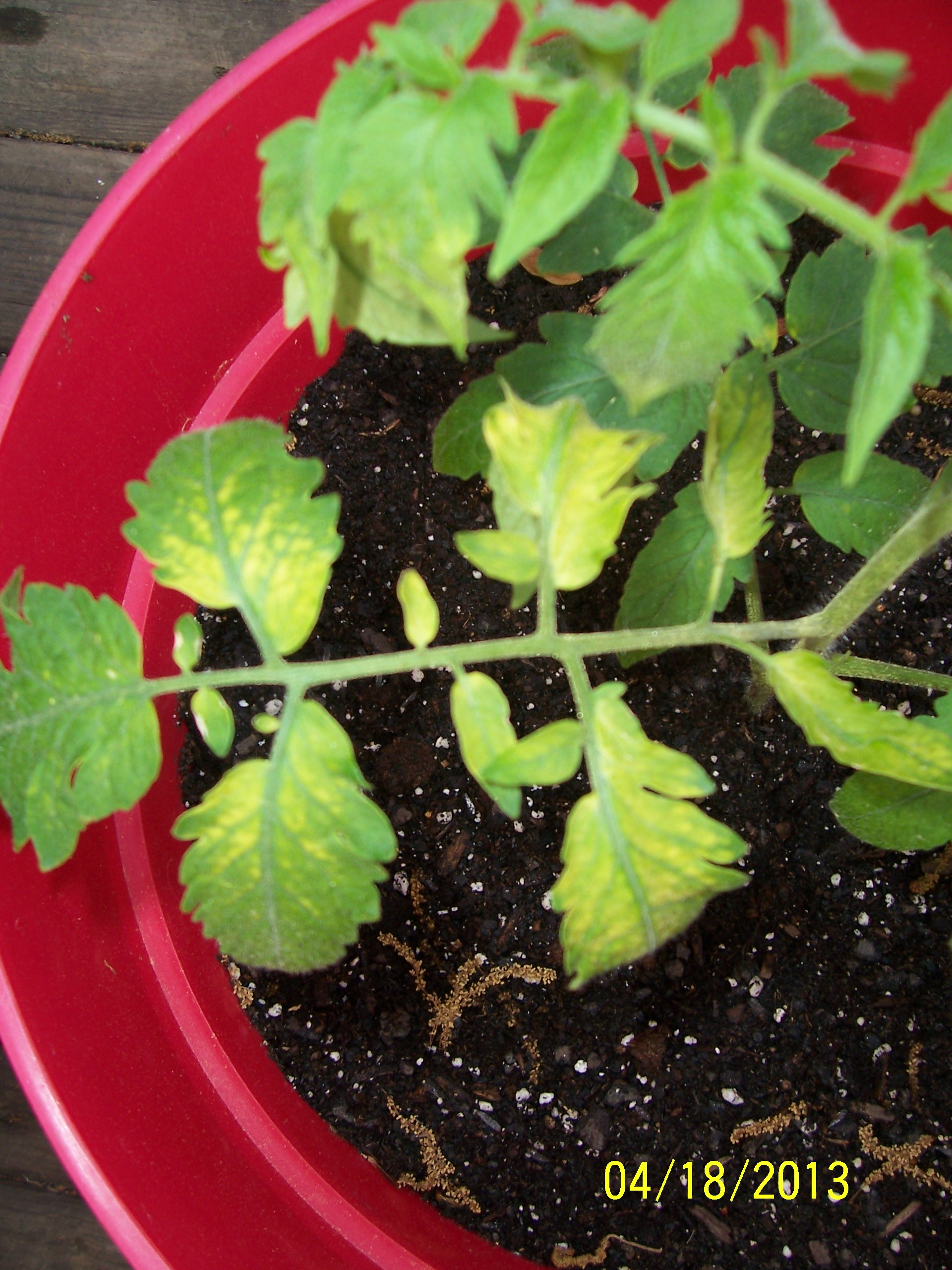 Tomato Sun Scald on New Plants Walter Reeves The Gardener