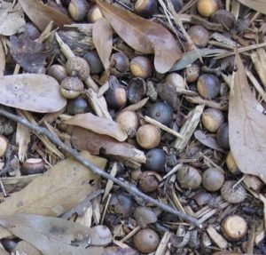 acorns b Daryl Pulis | Walter Reeves: The Georgia Gardener