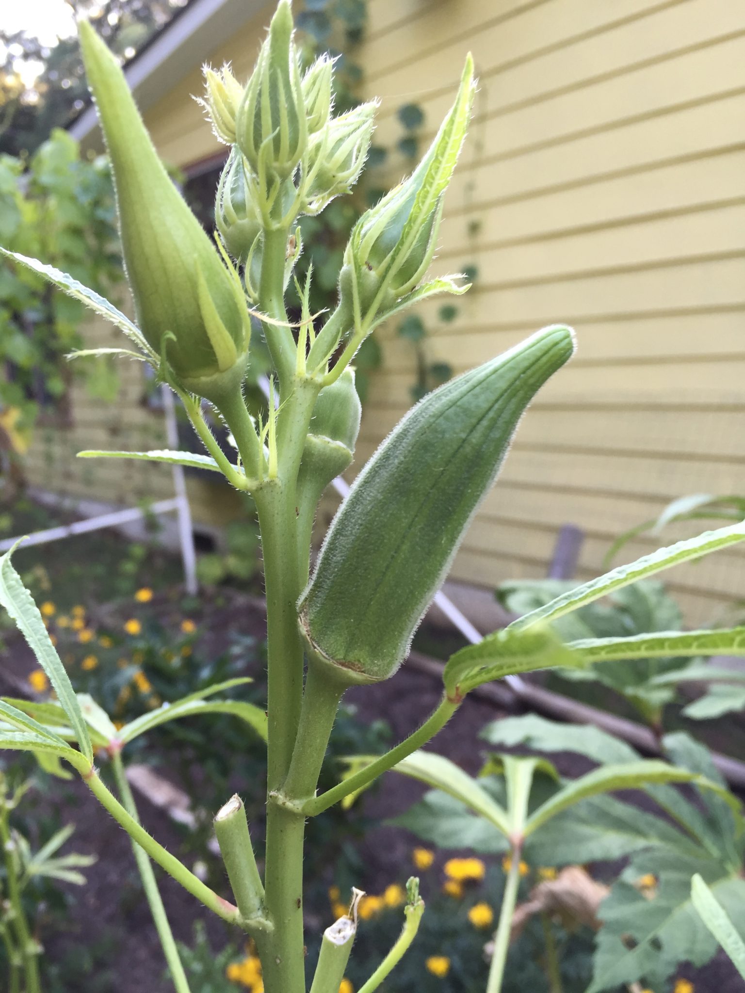 Okra Walter Reeves The Gardener