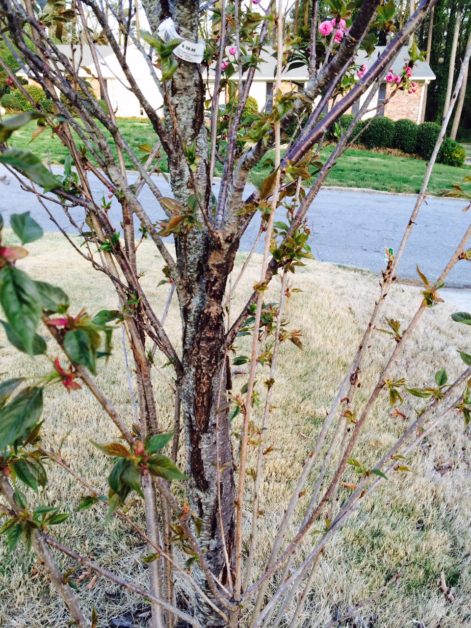 Cherry Tree Planted Too Deep Walter Reeves The Gardener