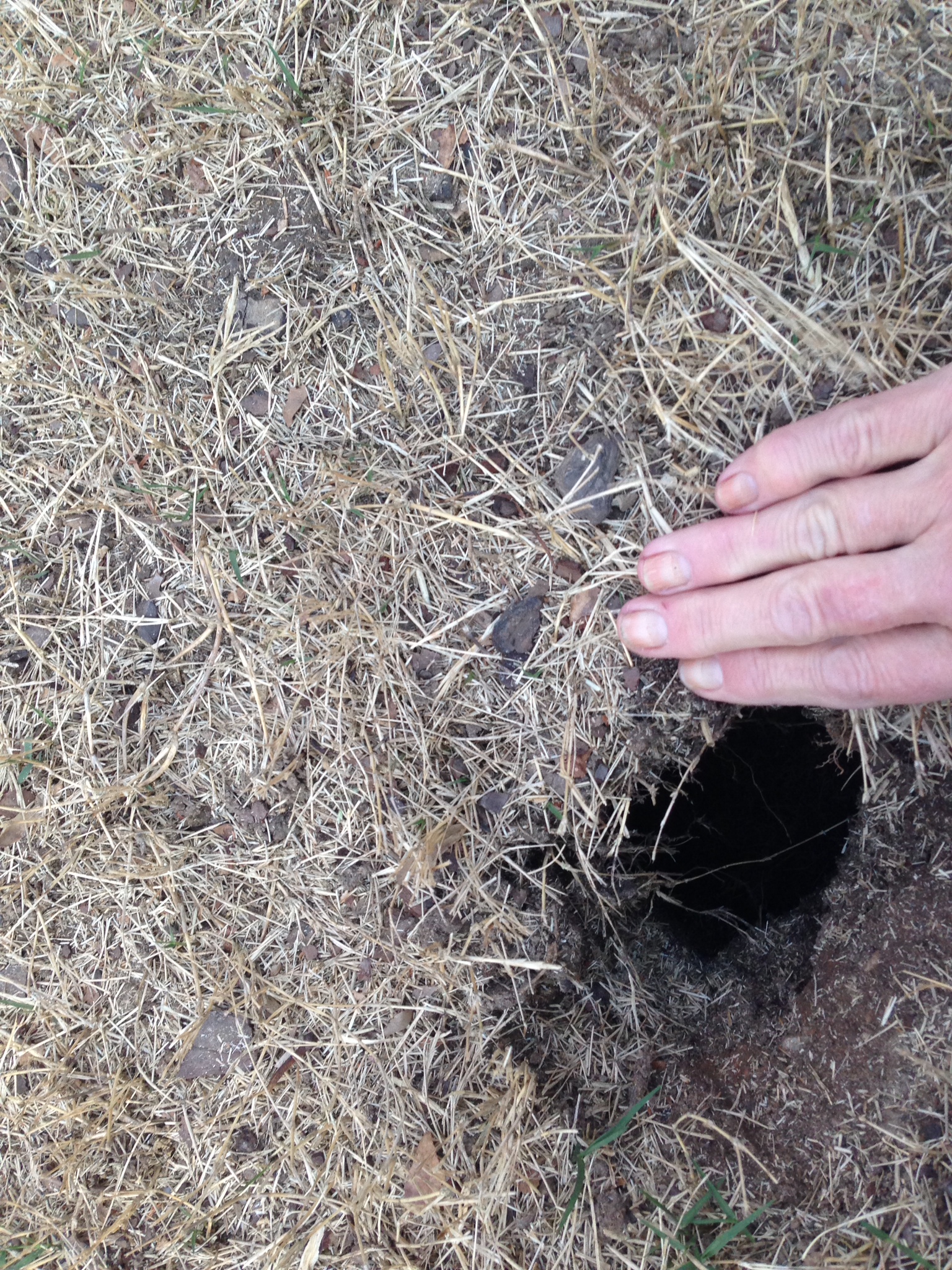 Hole in Lawn Tree Trunk Subsiding Walter Reeves The Gardener