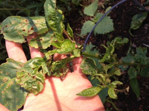 Pepper and Basil – Bacterial Leaf Spot | Walter Reeves: The Georgia ...