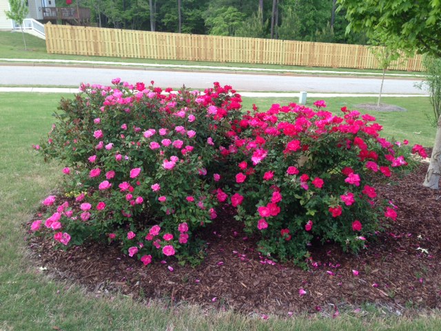 Red Rose – Turning Pink | Walter Reeves: The Georgia Gardener