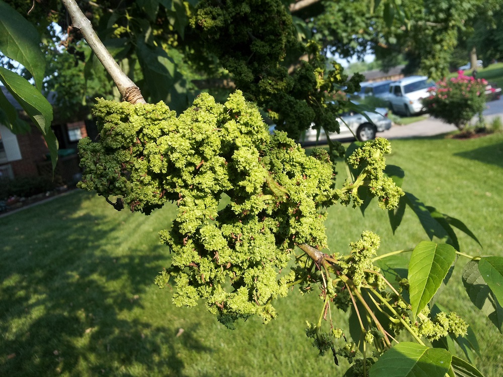 Ash Flower Gall Identification Walter Reeves The