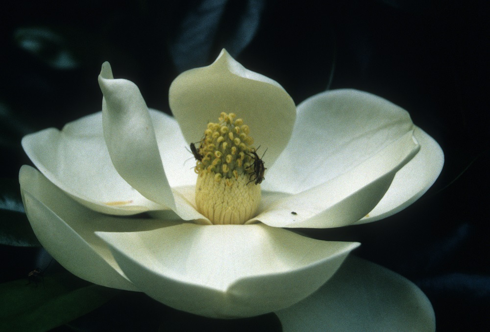 Magnolia – Beetles in Flower | Walter Reeves: The Georgia Gardener