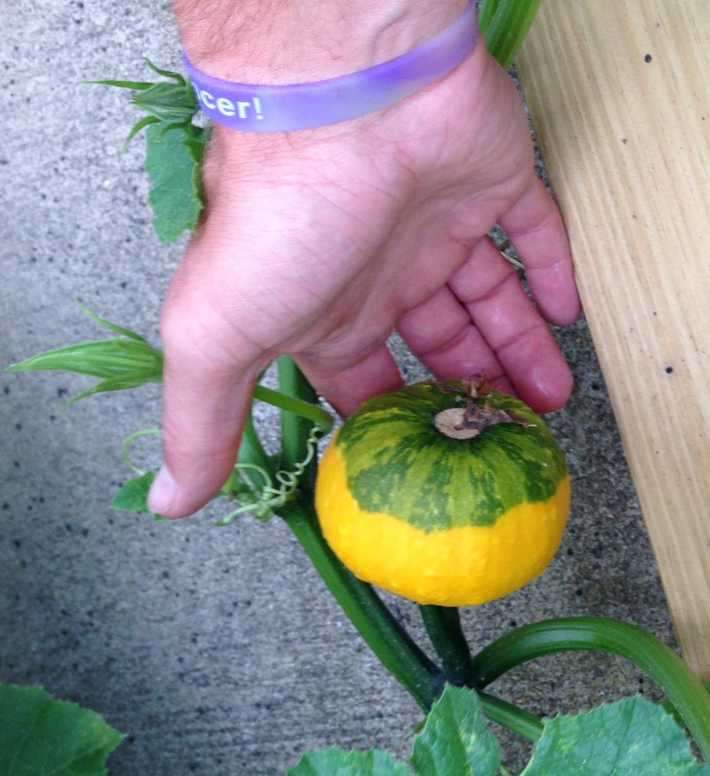 Squash Green and Yellow Twotoned Walter Reeves The Gardener