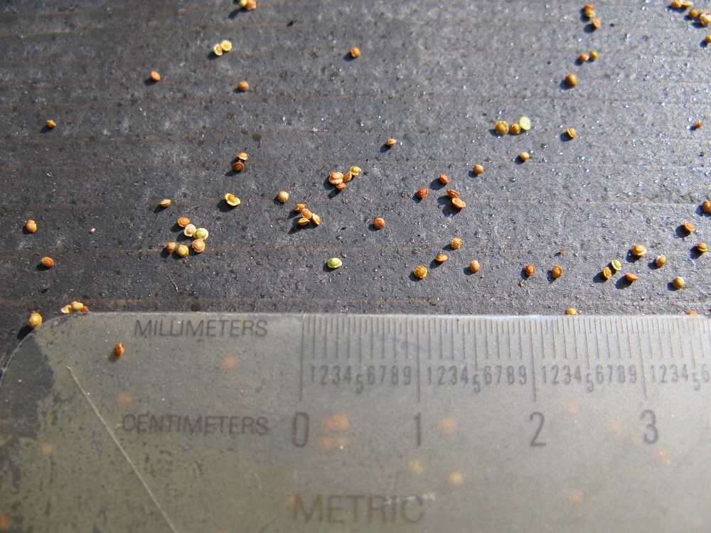 Jumping Oak Galls Identification Walter Reeves The Gardener