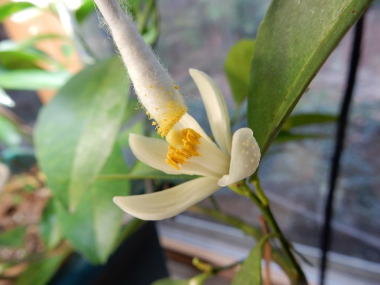 Meyer Lemon Hand Pollination Walter Reeves The Gardener