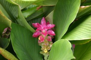 ginger 1 | Walter Reeves: The Georgia Gardener