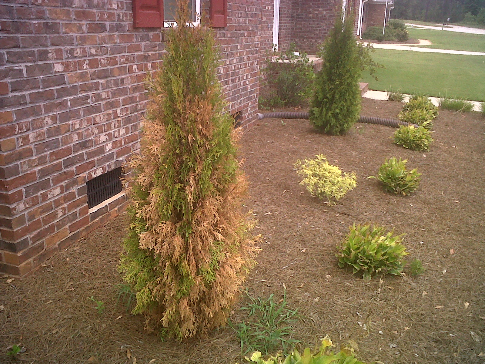 Leyland Cypress/Cryptomeria/Arborvitae Drought Damage Walter Reeves