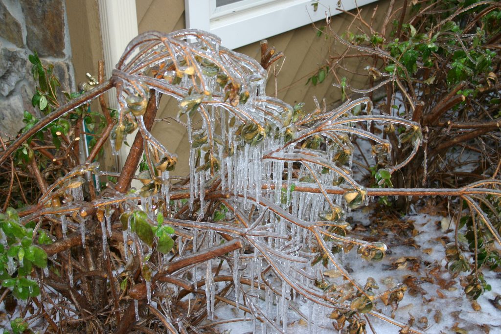 azalea-ice1 Theresa Schrum | Walter Reeves: The Georgia Gardener