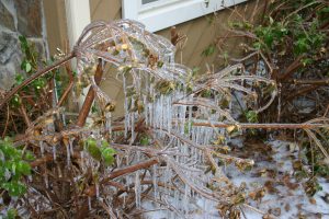 azalea-ice1 Theresa Schrum | Walter Reeves: The Georgia Gardener