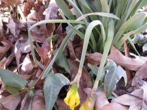 frozen daffodils 2 Daryl Pulis | Walter Reeves: The Georgia Gardener