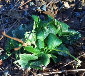 pansy wilted cold 1a | Walter Reeves: The Georgia Gardener