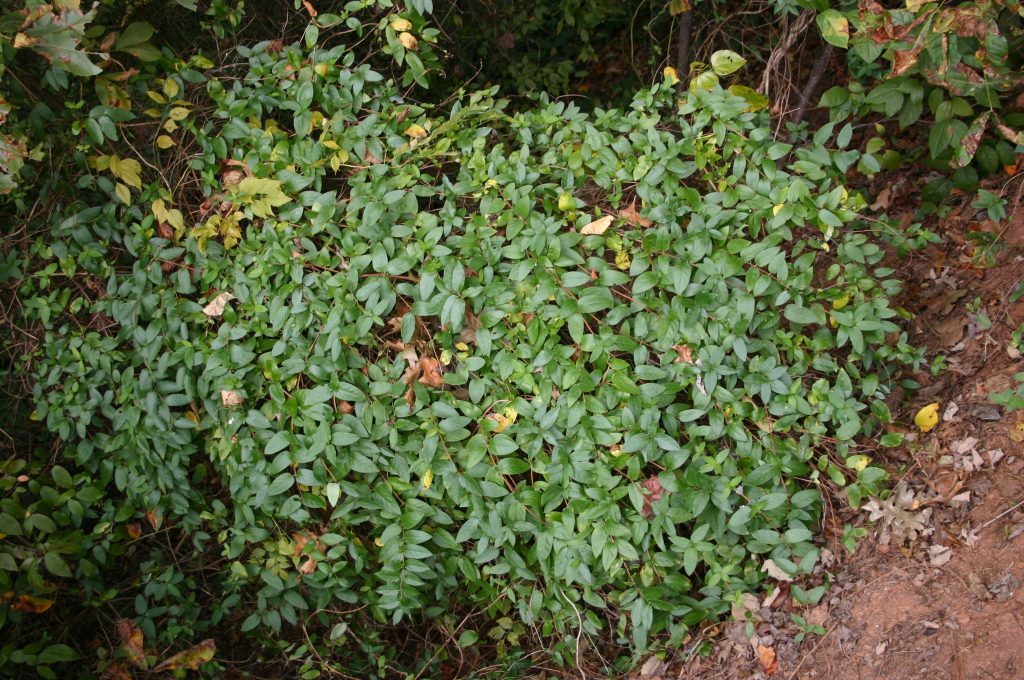 honeysuckle covering shrub | Walter Reeves: The Georgia Gardener