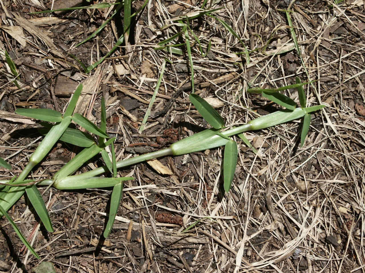 St. Augustine Grass Seed – Where to Buy 