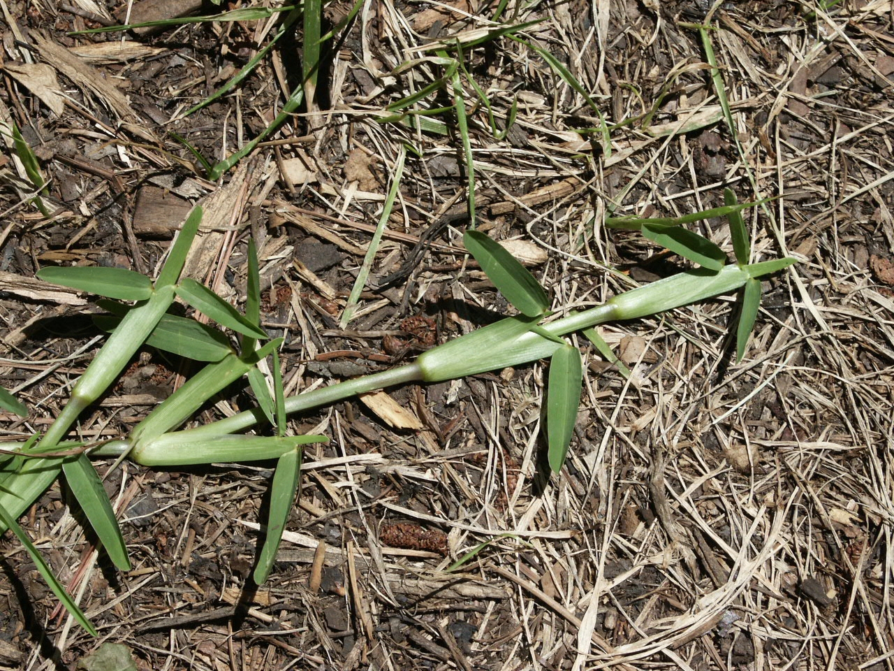 St Augustine Grass Seed Plant SangMata