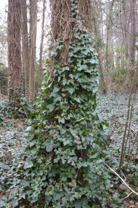 english ivy on tree 2 | Walter Reeves: The Georgia Gardener