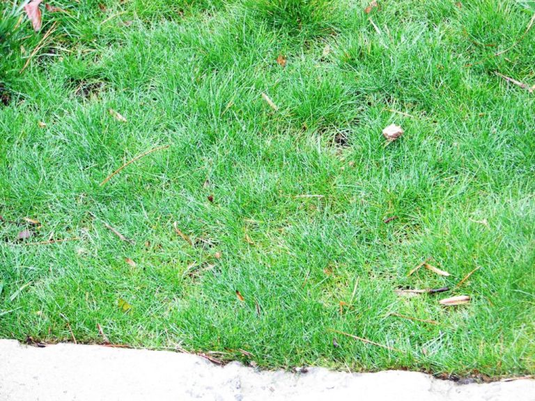 Overseeding with Fescue – Waiting For St. Augustine | Walter Reeves When To Overseed Fescue In Oklahoma