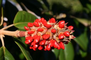 magnolia seeds | Walter Reeves: The Georgia Gardener