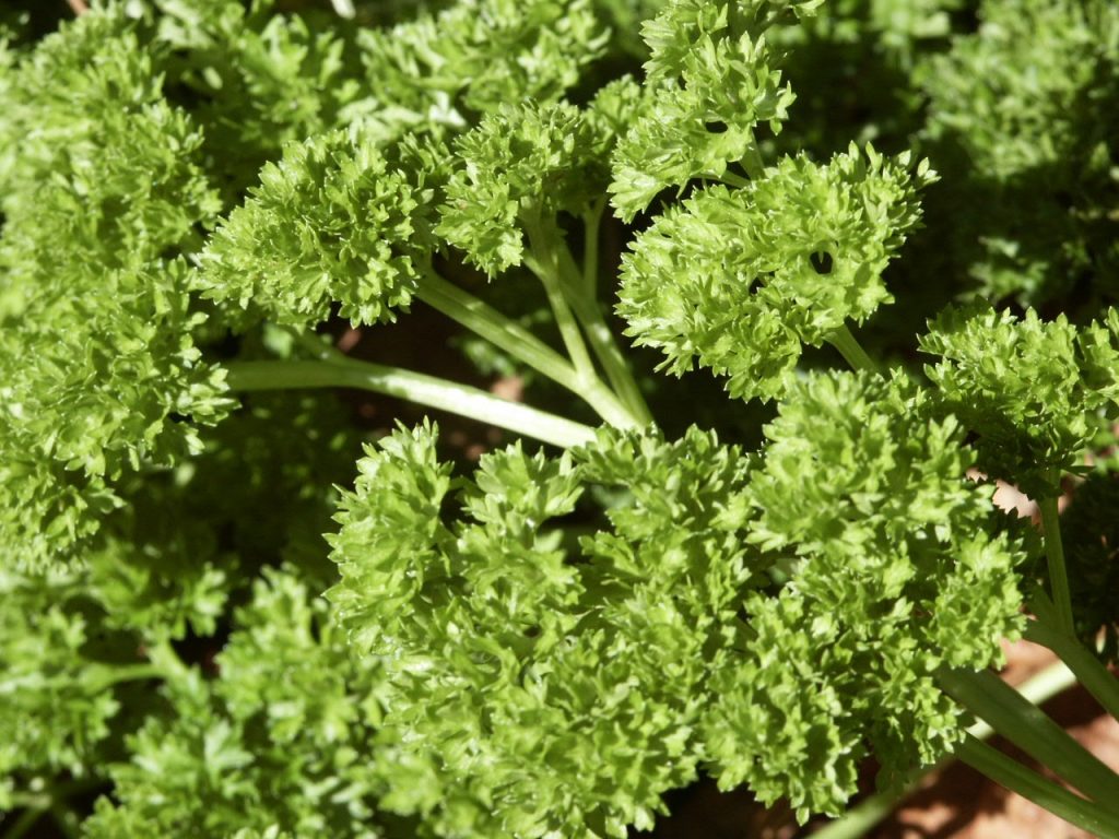 Italian Parsley Plant With Black And Green Caterpillars Walter Reeves