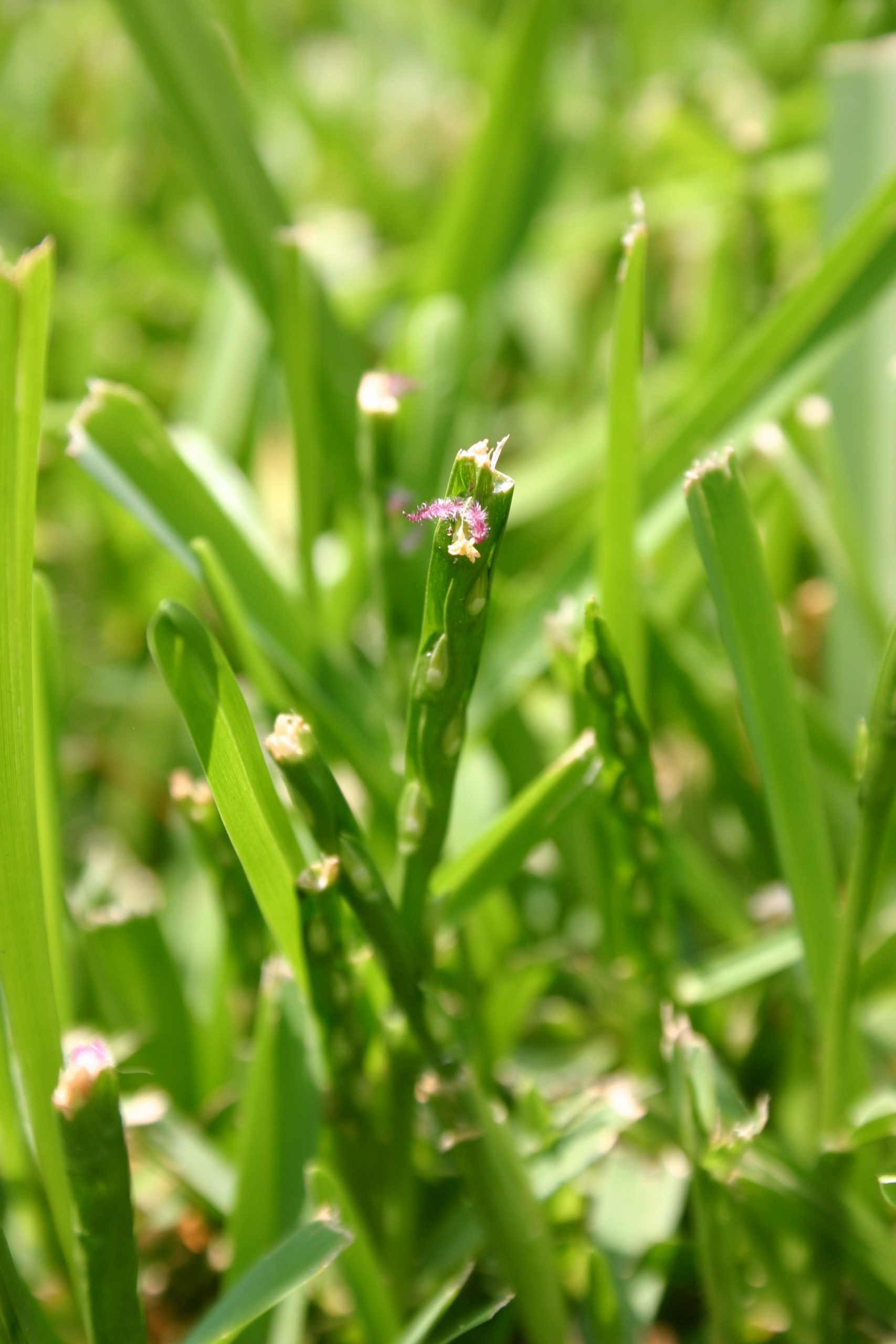 St Augustine Fertilizing Walter Reeves The Georgia Gardener
