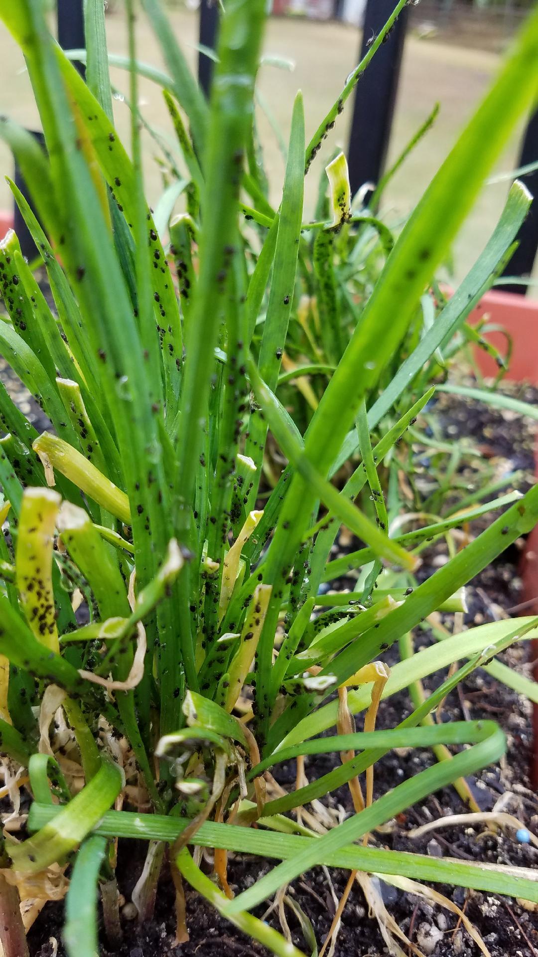Aphids on chives | Walter Reeves: The Georgia Gardener