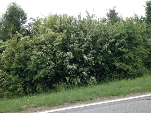 privet 1 | Walter Reeves: The Georgia Gardener