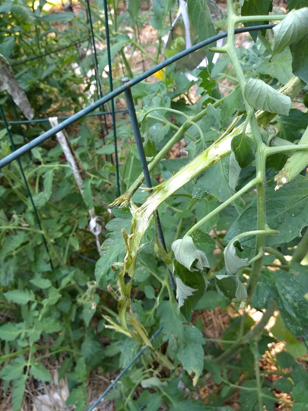 Squirrel Damage to Tomato Walter Reeves The Gardener